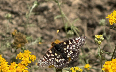 Golden yarrow (Eriophyllum confertiflorum) providing a nectar source for pollinators.