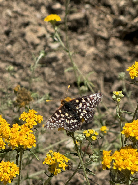 Golden yarrow (Eriophyllum confertiflorum) providing a nectar source for pollinators.