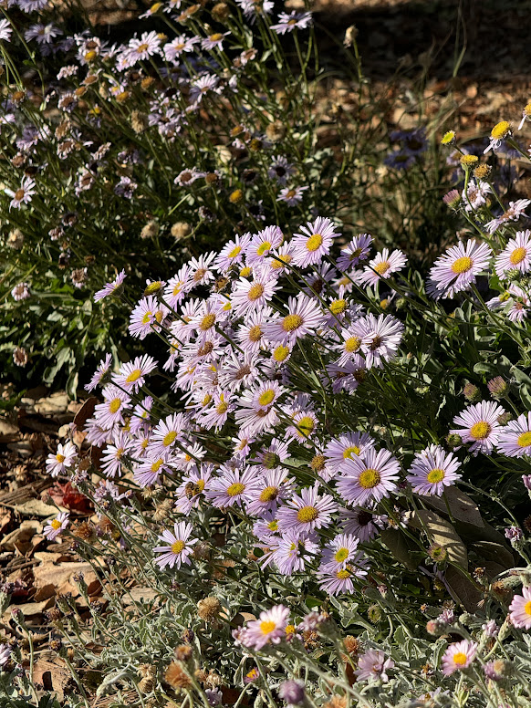 The Wayne Roderick Seaside Daisy (Erigeron ‘WR’) stuns in a mixed perennial border at Santa Barbara Botanic Garden’s main entrance.