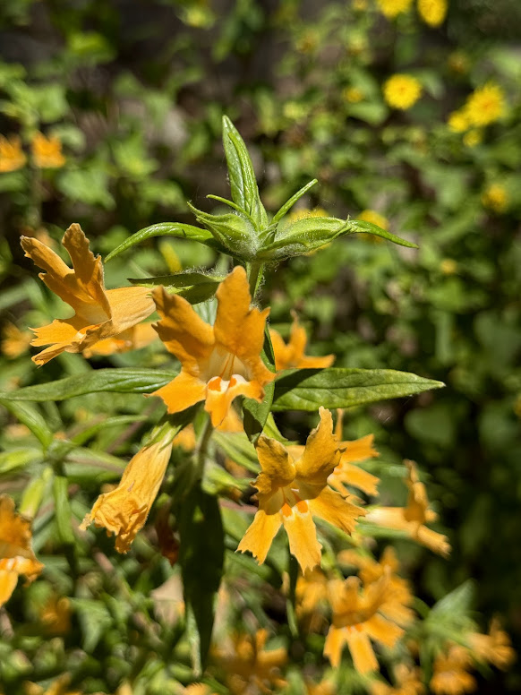 Bush monkeyflower (Diplacus longiflorus) is a wonderful addition to woodland gardens. As a short-lived perennial, it is best planted with longer-lived, evergreen shrubs.