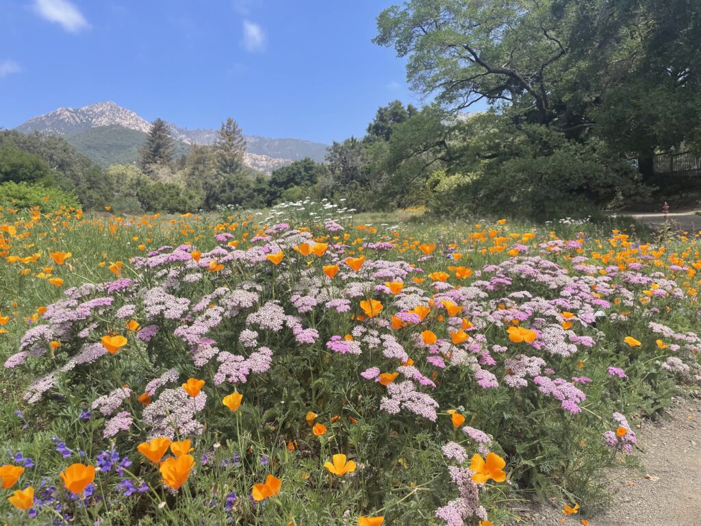 Santa Barbara Botanic Garden’s Meadow in full bloom, featuring mixed plantings of Island Pink Yarrow (Achillea ‘Island Pink’) and CA poppy (Eschscholzia californica)