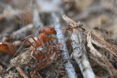 Harvester ant being attached by Argentine ants close up
