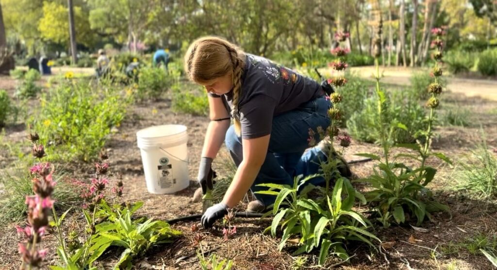 Young lady with gloves and a bucket kneeling down to plant native plants with green leaves and tall stalks with pink tubular flowers.