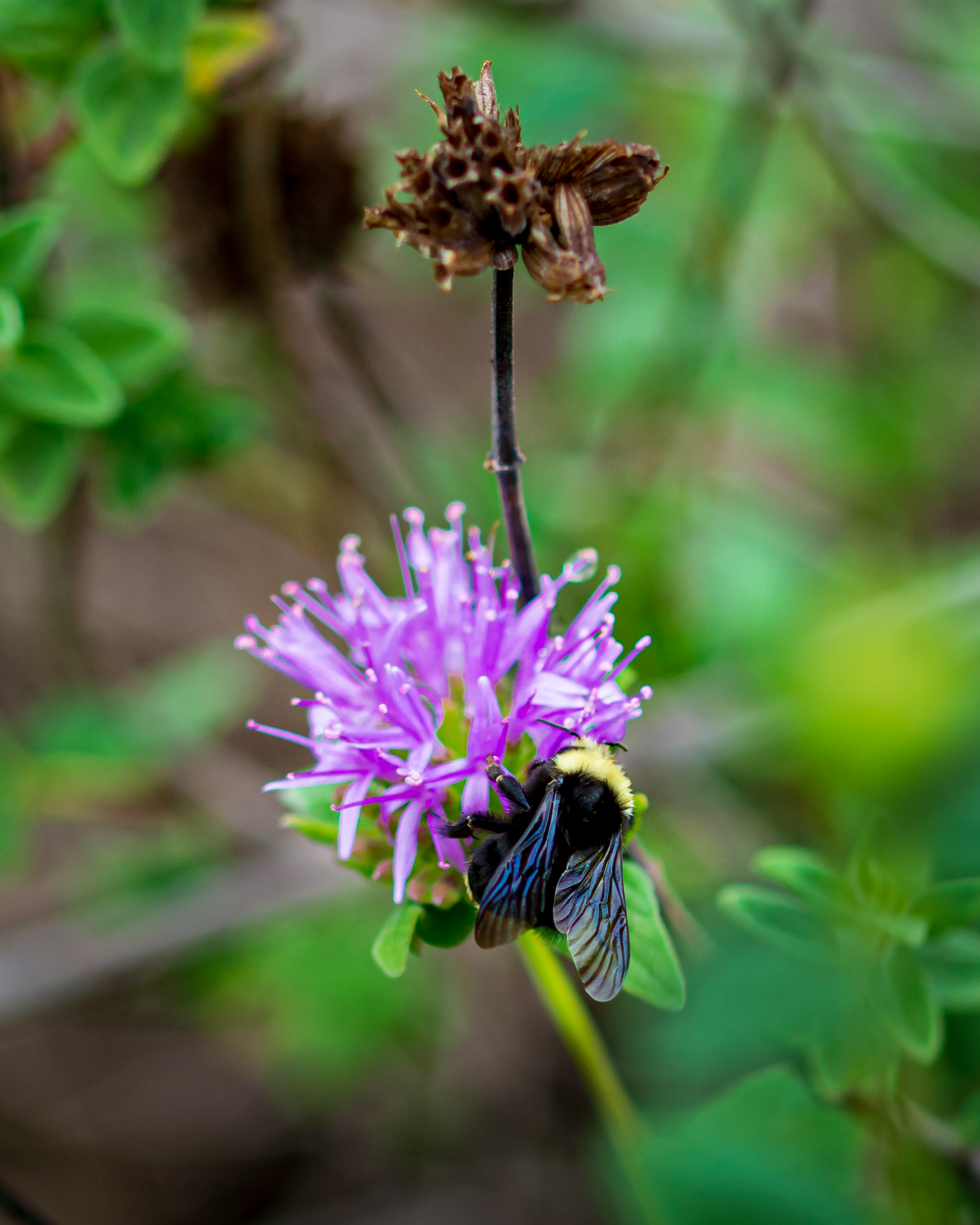 California-ntive bumble bee visits a purple colored sage