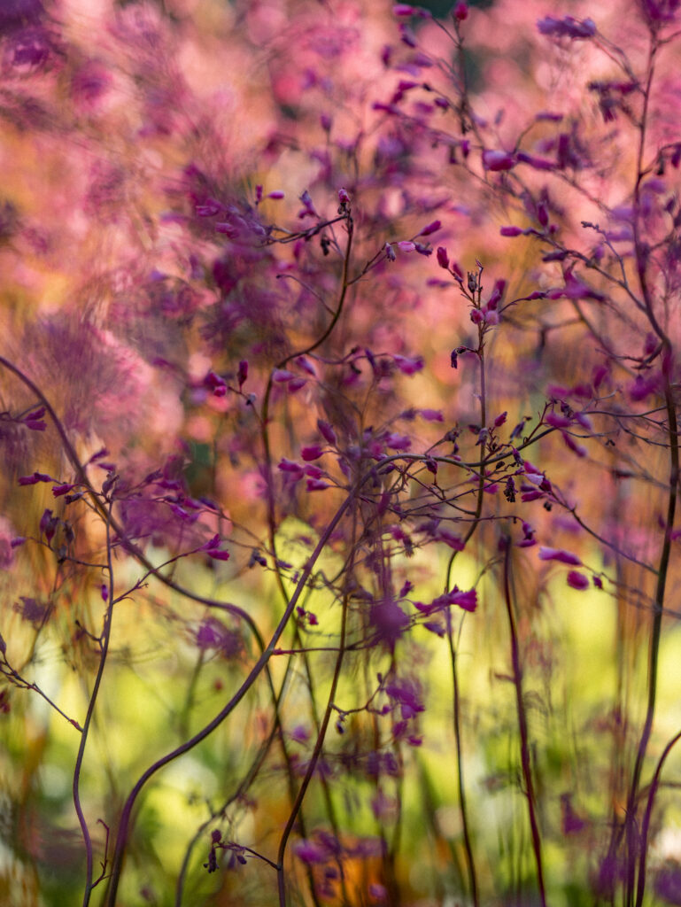 Flores silvestres moradas con un fondo difuminado en tonos verdes y naranjas.