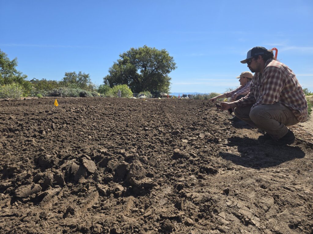 Two gardeners inspecting soil before planting lawn
