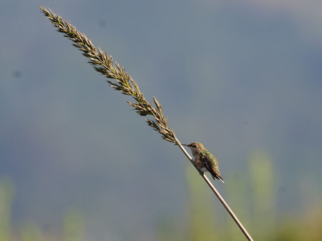 allens humming bird on CA wild rye
