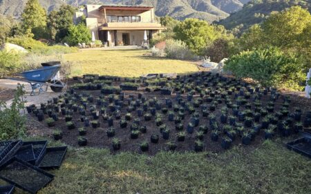 A large lawn section being planted in the Garden. Mountains in the background on a clear blue day.