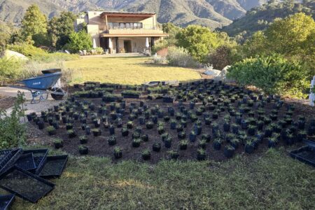 A large lawn section being planted in the Garden. Mountains in the background on a clear blue day.