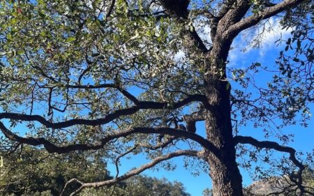 Engelmann oak (Quercus engelmanii) in Santa Barbara Botanic Garden