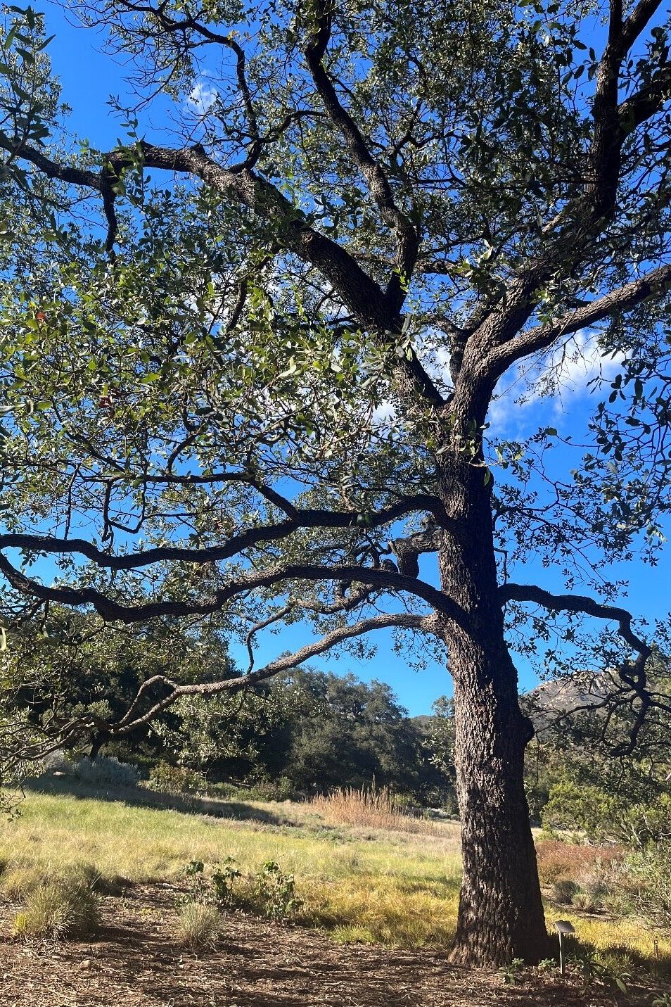 Engelmann oak (Quercus engelmanii) in Santa Barbara Botanic Garden