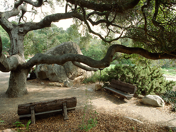 Coast live oak in Santa Barbara Botanic Garden