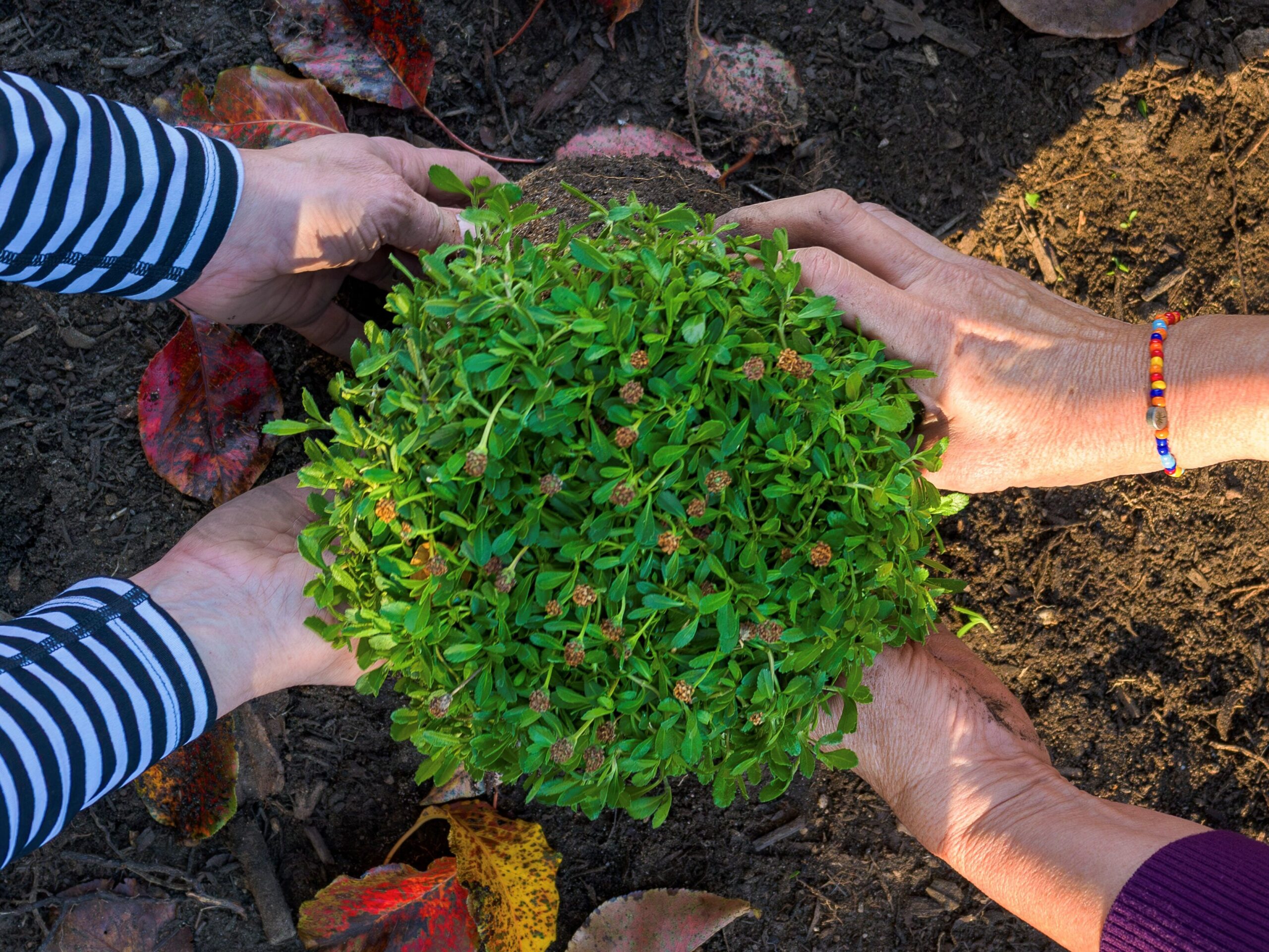 Common Lippia (Phyla nodiflora)