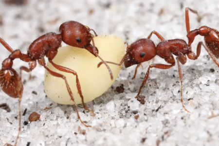 Two ants moving seed on light sand