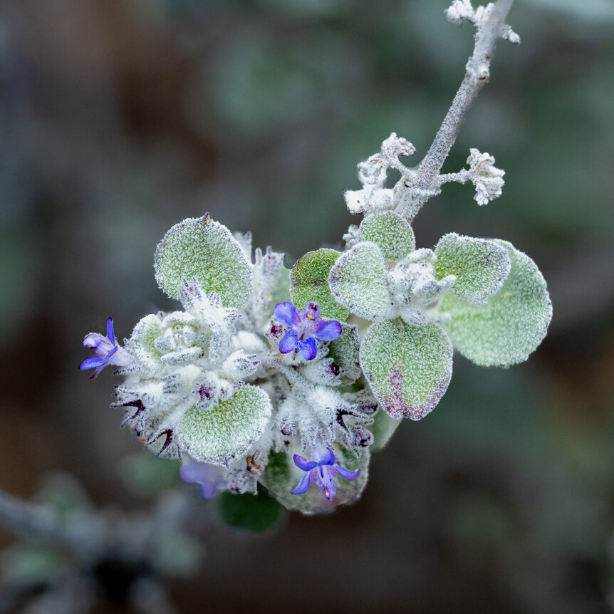 Silver Lining desert lavender (Condea emoryi ‘Silver Lining’)