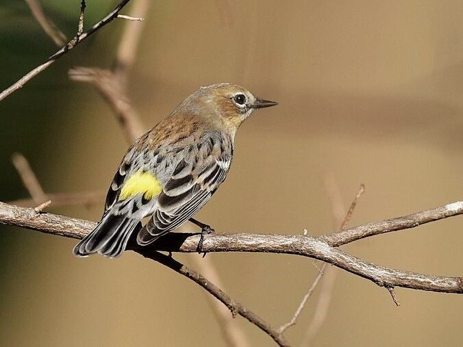 A yellowed rumped warbler is brown bird with a bright yellow rump perched on a tree branch.