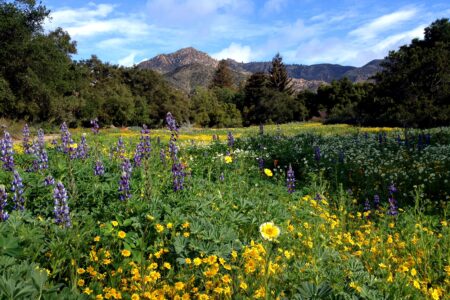 Santa Barbara Botanic Garden historical native plant meadow
