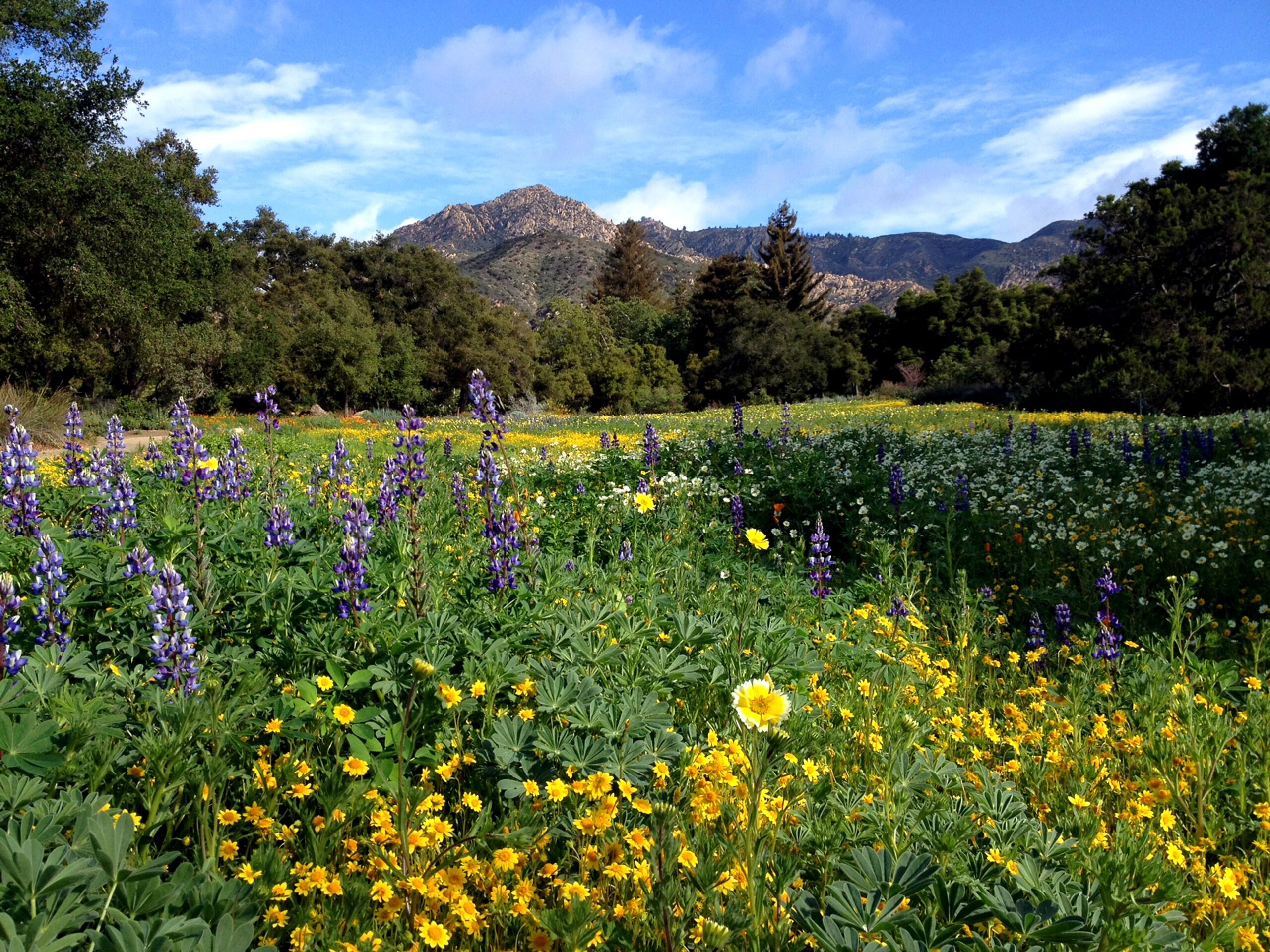 Santa Barbara Botanic Garden historical native plant meadow
