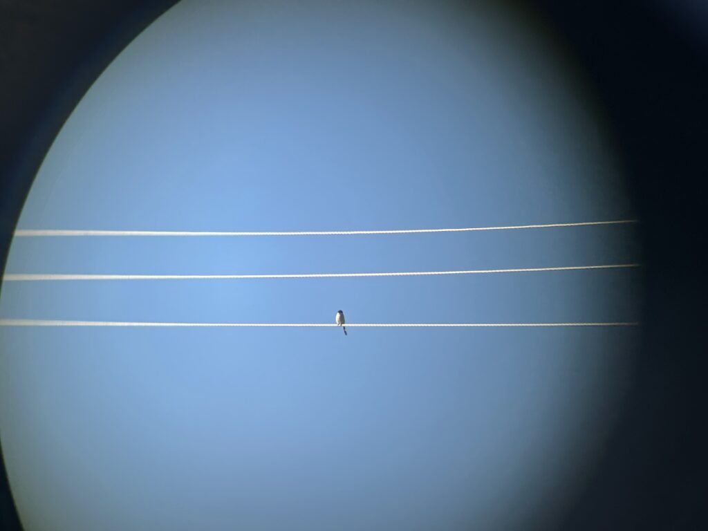 A lone Loggerhead Shrike sitting on a wire in the distance.