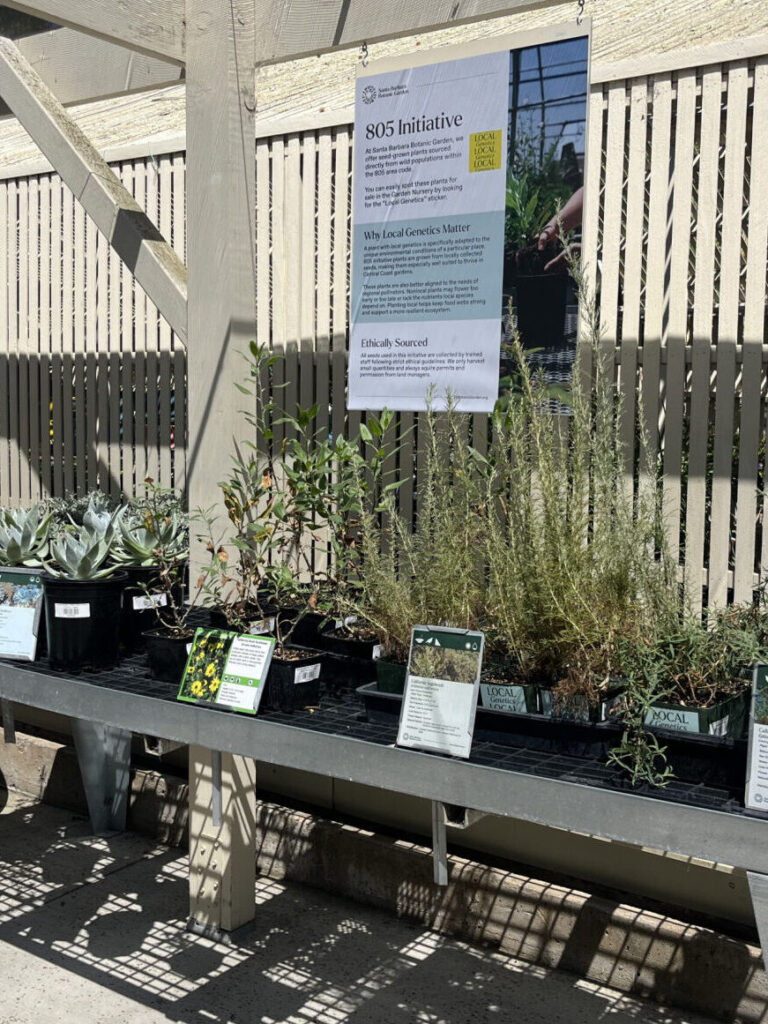 Plantas autóctonas sobre una mesa en el vivero del jardín
