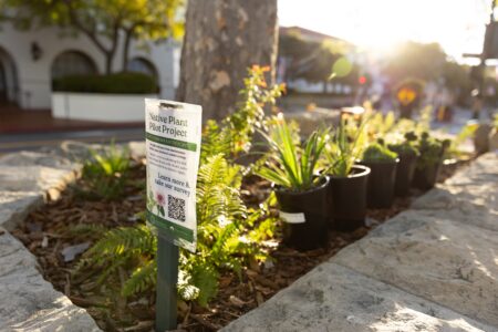 Native plant signage and plants line up planters on city street for SB Botanic Garden transformation project