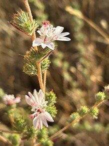 Close up photo of Spiked Western Rosinweed(calycadenia Spicate)