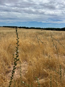 landscape photo of Spicate calycadenia, found at Deer Creek Hills Preserve