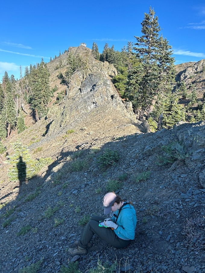 person surveying the vegetative Anthony Peak lupine (Lupinus antoninus), with the Anthony Peak lookout tower in the background.