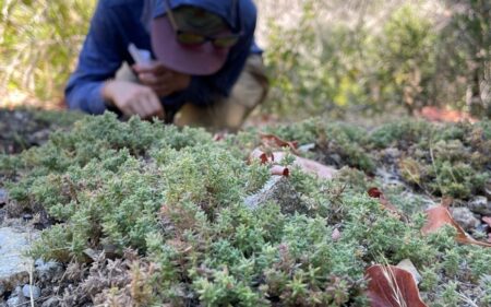 Botanist searching for seeds in a larger patch of Santa Lucia bedstraw.