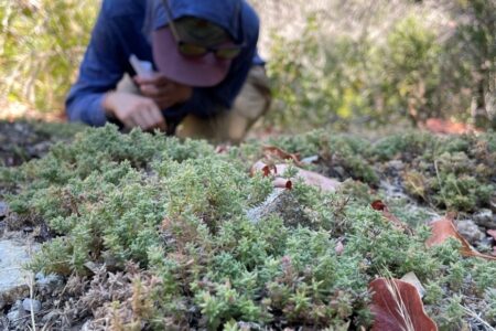 Botanist searching for seeds in a larger patch of Santa Lucia bedstraw.