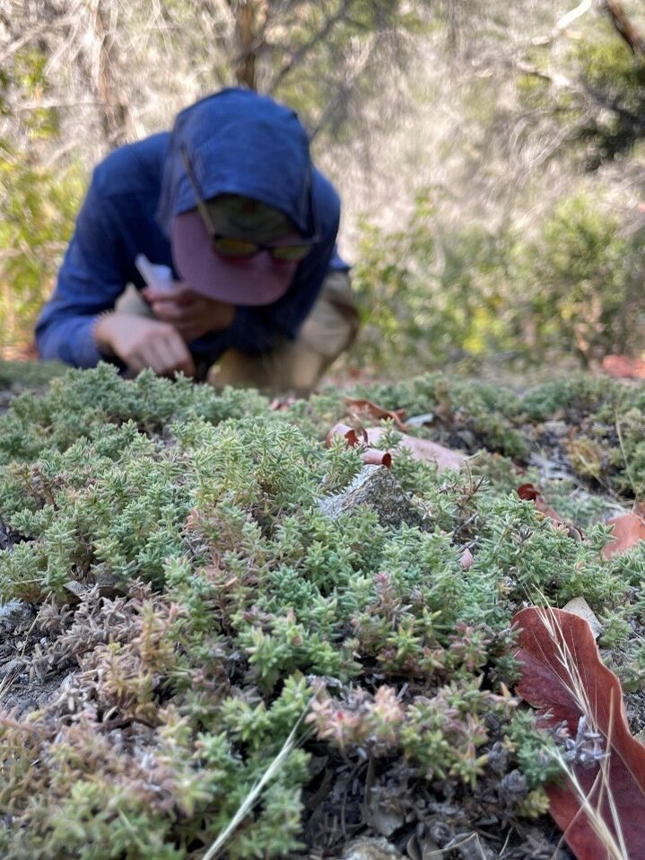 Botanist searching for seeds in a larger patch of Santa Lucia bedstraw.