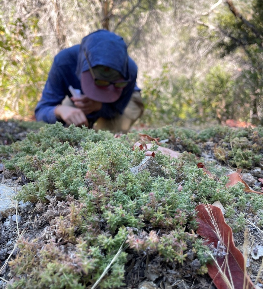 Botanist searching for seeds in a larger patch of Santa Lucia bedstraw.