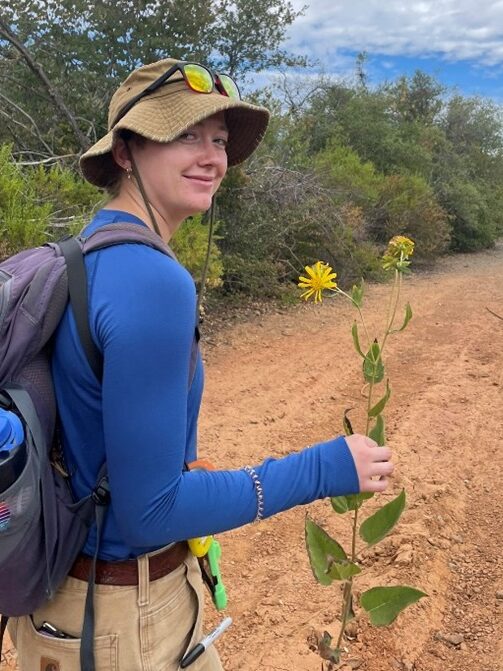 Botanist hiking, holding a flowering El Dorado County mule ears (Wyethia reticulata),