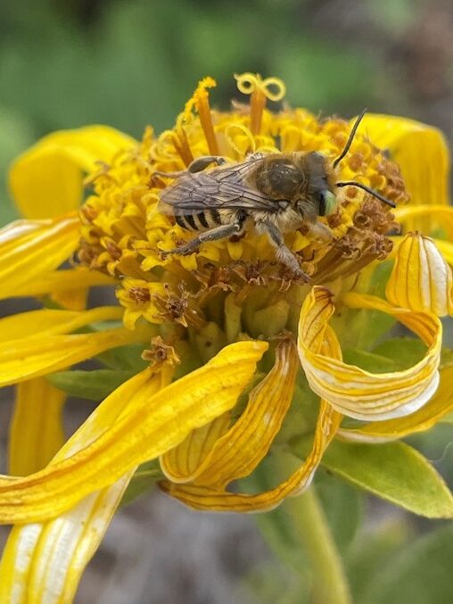  A native bee pollinating the El Dorado County mule ears. 