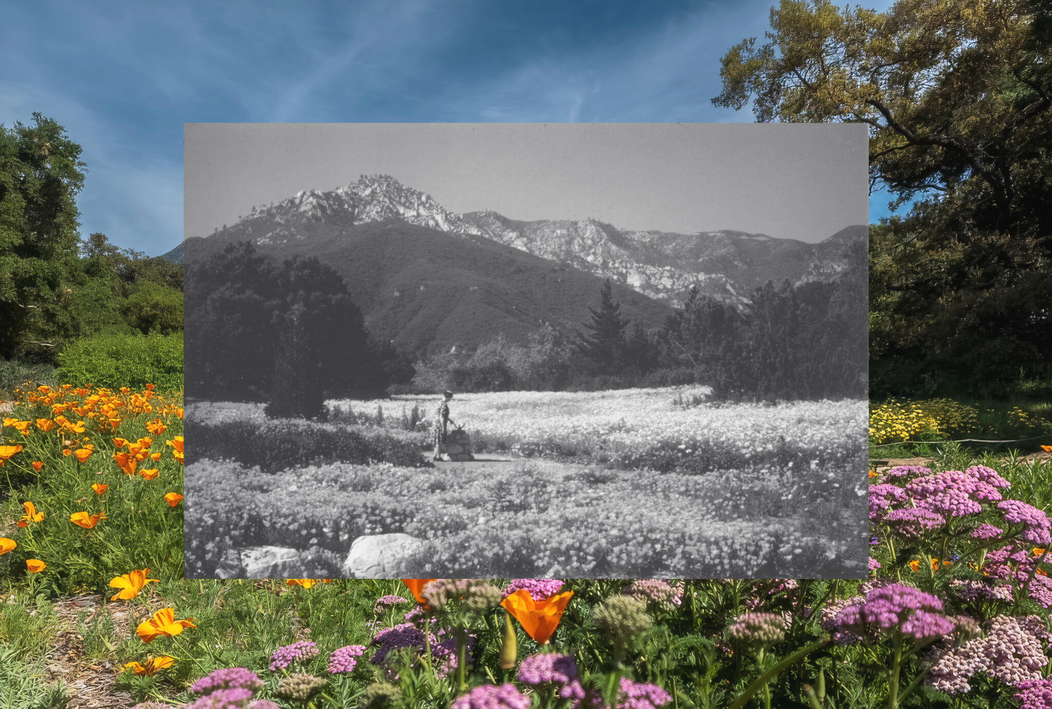 Black and white photo overlaying colorful wildflower field scene.