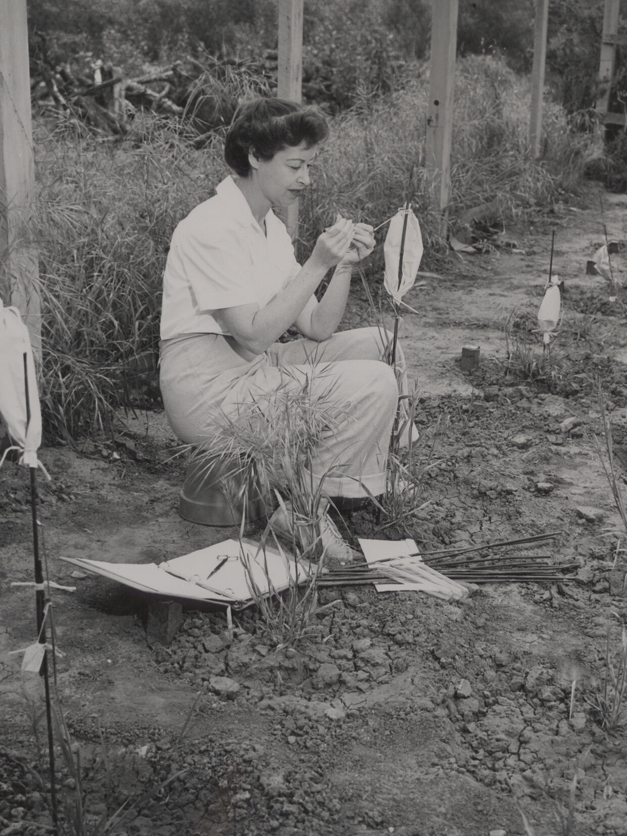 Black and white photo of woman scientist working in garden