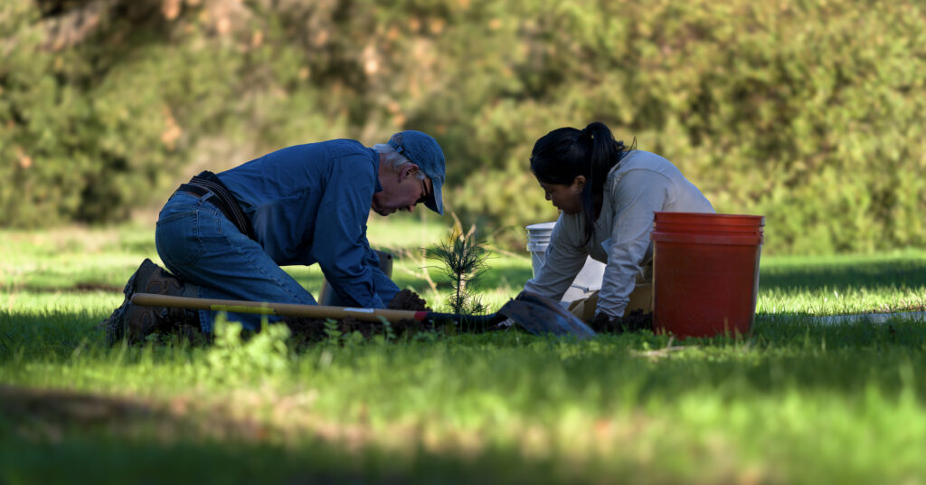 younger and older volunteer kneeling down planting santa rosa island torrey pine at Santa Barbara Botanic Garden's conservation grove