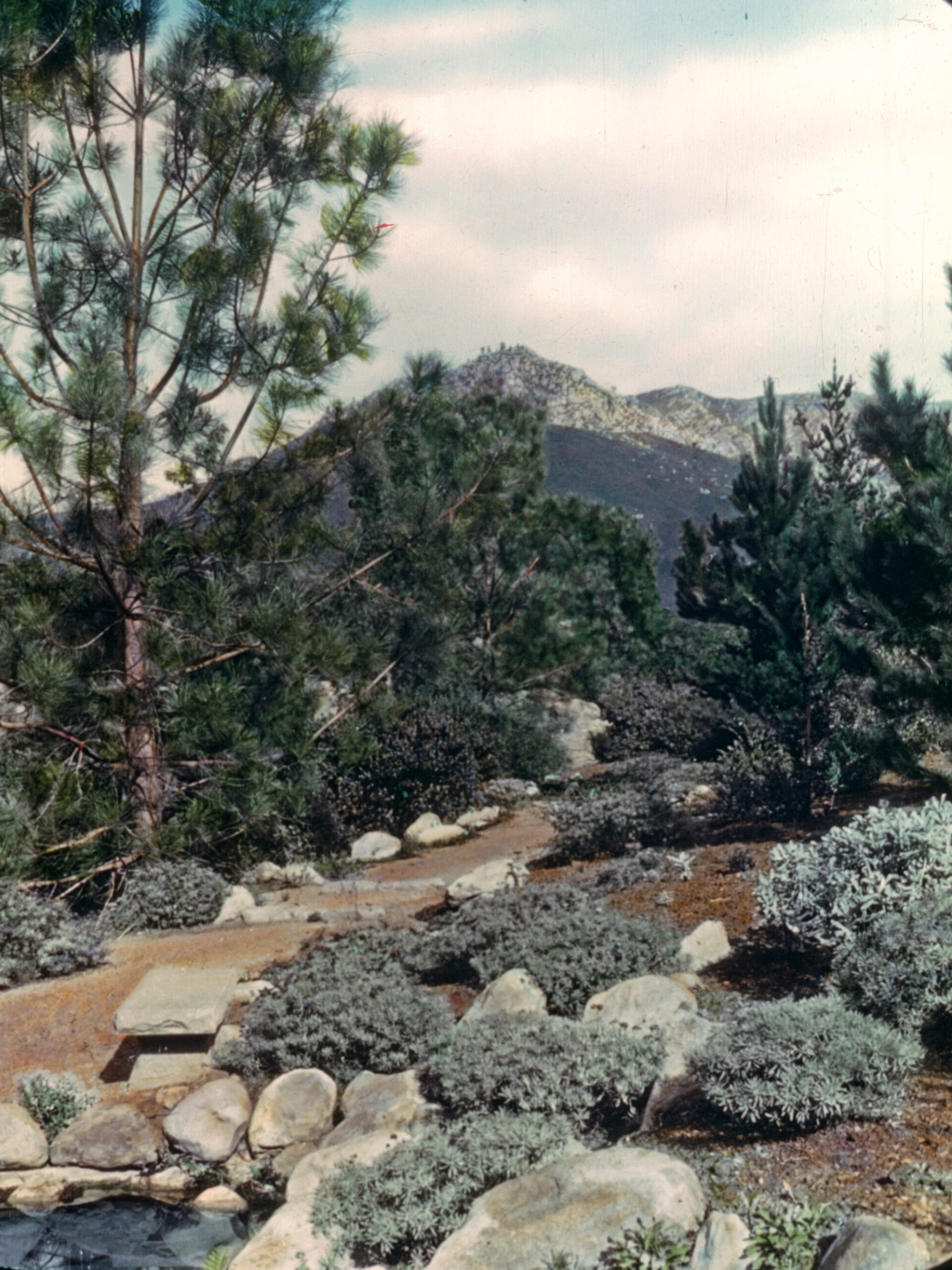 Landscape view of Santa Barbara Botanic Garden in 1930s