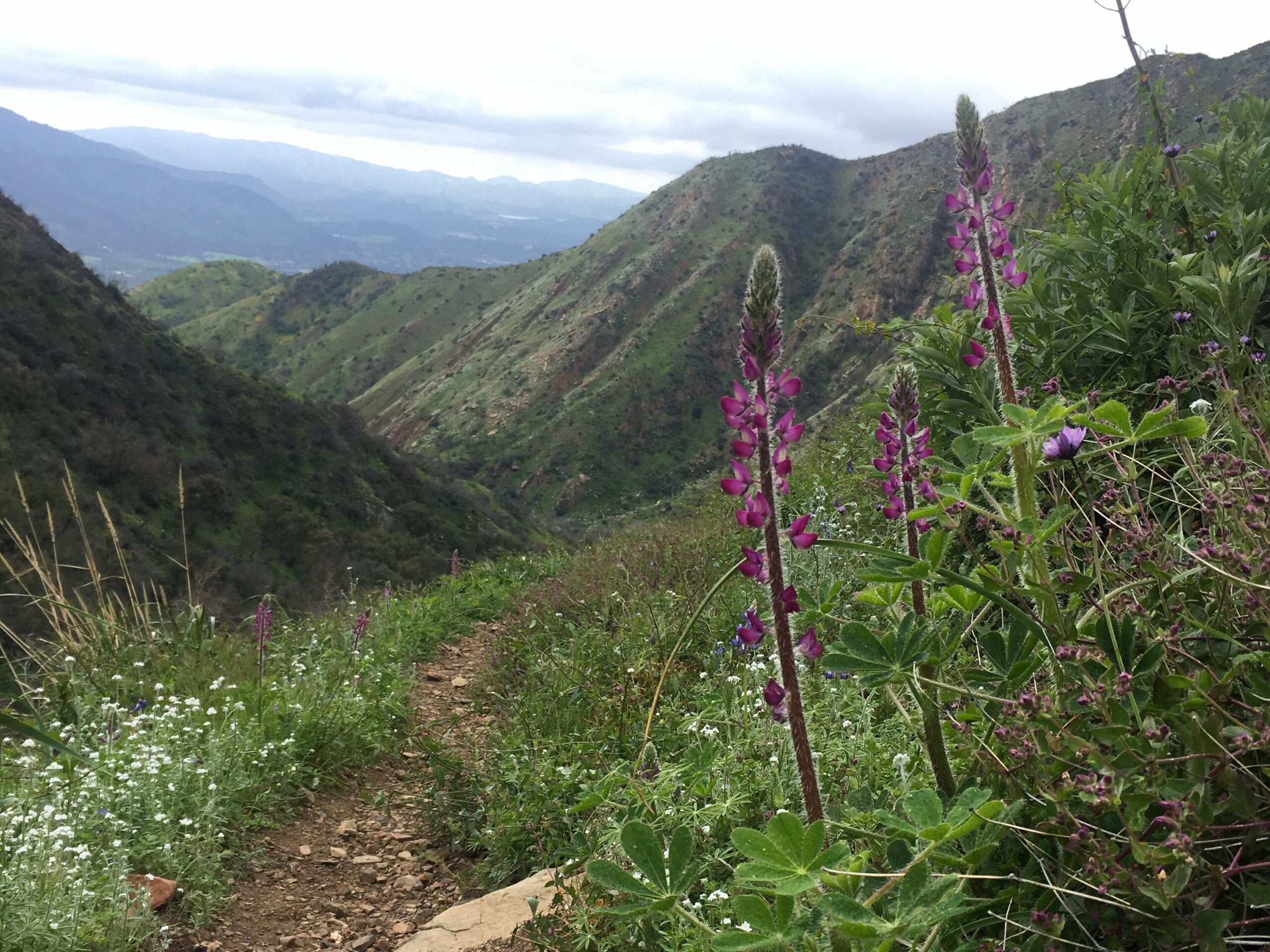 Lupino picante (Lupinus hirsutissimus), flores de palomitas (Plagiobothrys sp.) y «blue dicks» (Dipterostemon capitatus) en flor tras el incendio Thomas en Horn Canyon.
