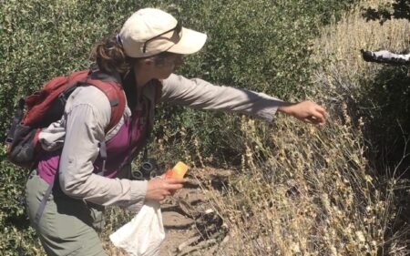 Sarah Termondt, técnica especializada en plantas raras, recolecta semillas de la especie rara Sidalcea hickmanii ssp. parishii para el banco de semillas de conservación. 