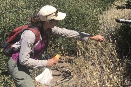 Sarah Termondt, técnica especializada en plantas raras, recolecta semillas de la especie rara Sidalcea hickmanii ssp. parishii para el banco de semillas de conservación. 