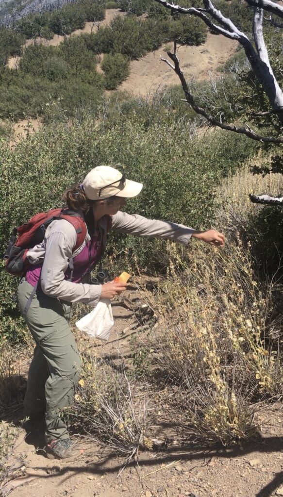 Sarah Termondt, técnica especializada en plantas raras, recolecta semillas de la especie rara Sidalcea hickmanii ssp. parishii para el banco de semillas de conservación.