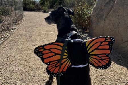 Perro negro con un disfraz de alas de mariposa, sentado en el jardín
