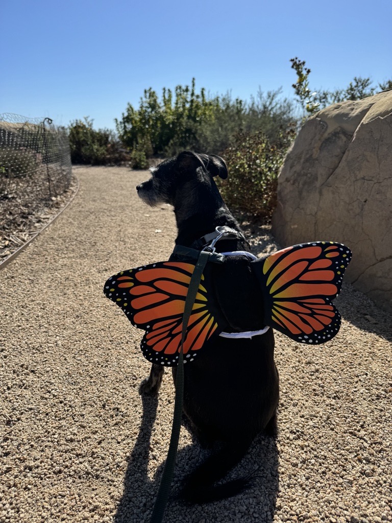 Black dog with butterfly wing costume on sitting in the Garden