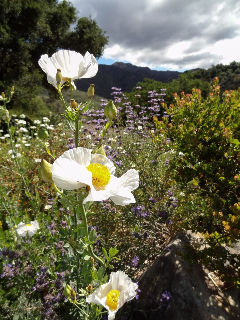 Flores de amapola de Matilija, sendero Porter, 5 años después del incendio de Jesusita