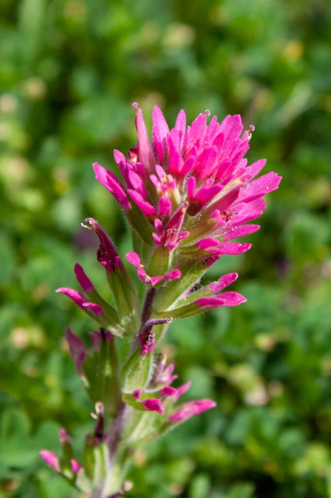 Castilleja rosa, probablemente un híbrido de dos especies, lago Jameson, Santa Bárbara, California, estudio sobre el incendio de Thomas — proyecto «Mapping Recovery»