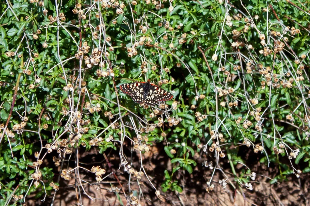 Mariposa Euphydryas chalcedona (Euphydryas chalcedona), sendero «Foot Path»/«Red Reef Trail», al este de Nordhoff Ridge Road, Ojai, California, Estudio sobre el incendio Thomas — Proyecto de cartografía de la recuperación