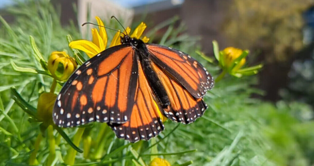 Orange monarch butterfly on yellow flowers with green leaves.