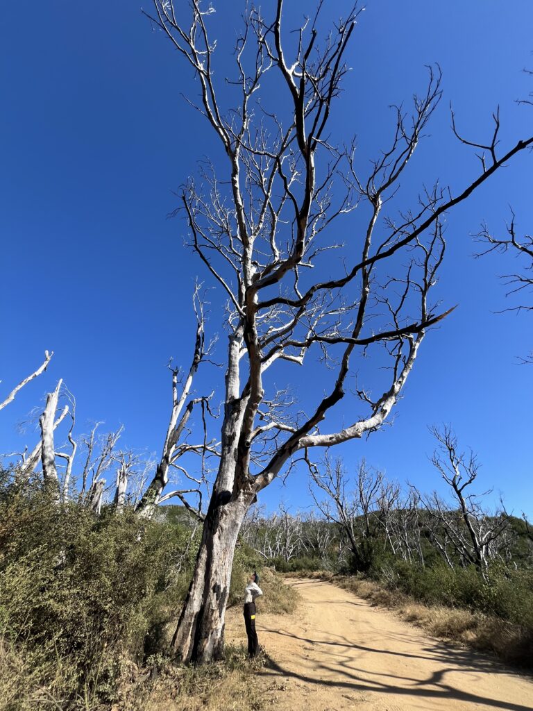 Una mujer junto a una gran manzanita de Hoover muerta tras un incendio forestal.